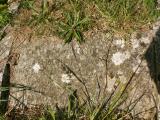 image of grave number 185235